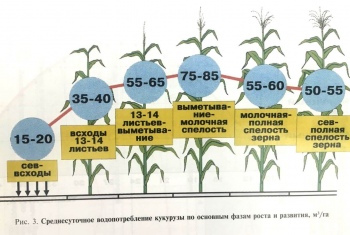 Технология возделывания кукурузы